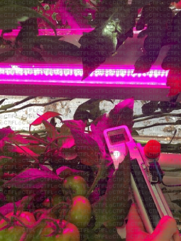 Mesure de la transpiration et de la photosynthèse de la tomate sous éclairage artificiel